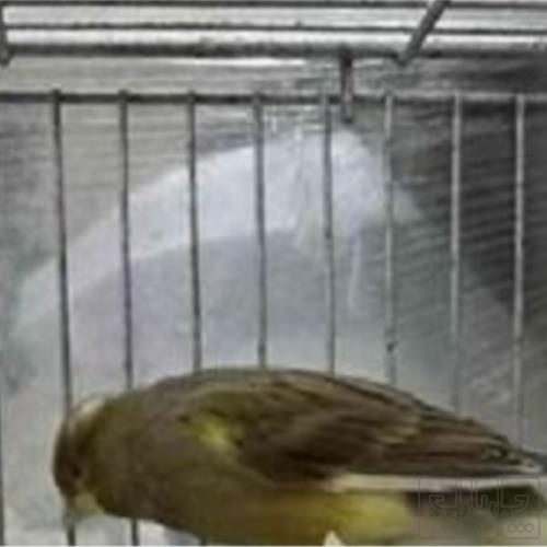 خانه و  آشپزخانه - حیوانات - پرندگان