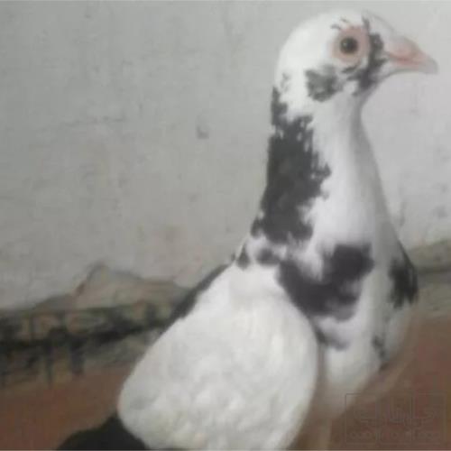 خانه و  آشپزخانه - حیوانات - پرندگان