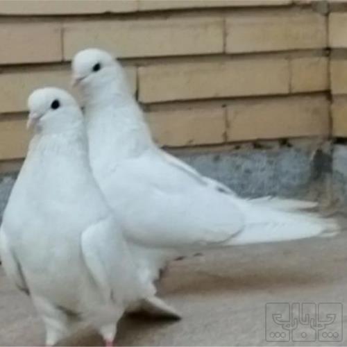 خانه و  آشپزخانه - حیوانات - پرندگان