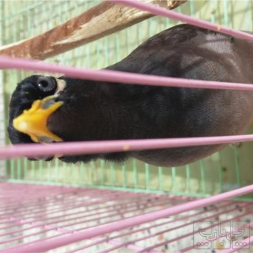 خانه و  آشپزخانه - حیوانات - پرندگان