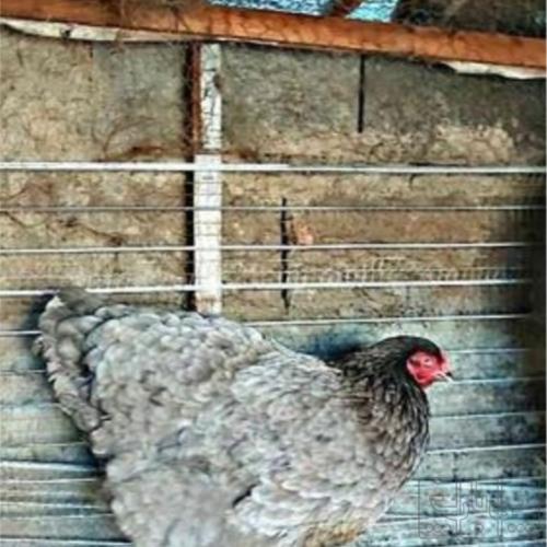خانه و  آشپزخانه - حیوانات - پرندگان