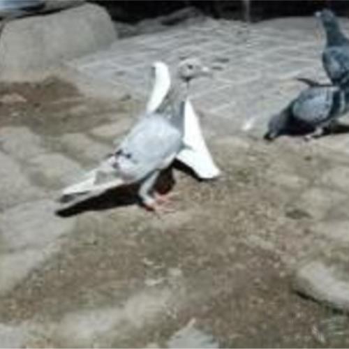 خانه و  آشپزخانه - حیوانات - پرندگان