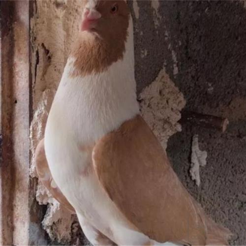 خانه و  آشپزخانه - حیوانات - پرندگان