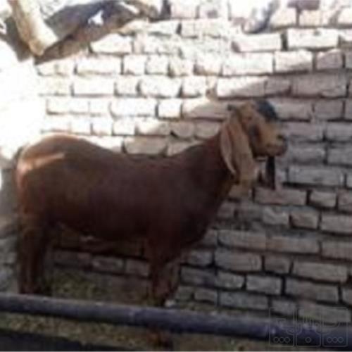 خانه و  آشپزخانه - حیوانات - پستانداران