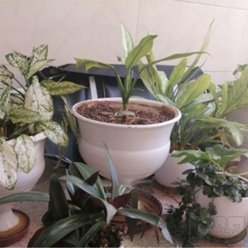 خانه و  آشپزخانه - باغبانی - گل و گیاه طبیعی