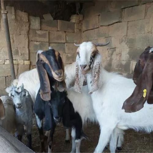 خانه و  آشپزخانه - حیوانات - پستانداران