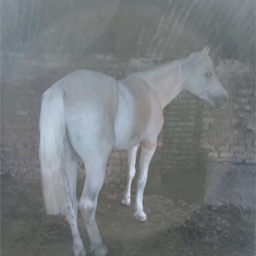 خانه و  آشپزخانه - حیوانات - پستانداران