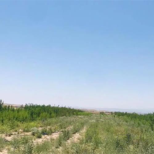 باغ و باغچه