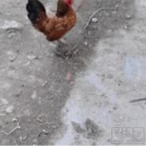 خانه و  آشپزخانه - حیوانات - پرندگان