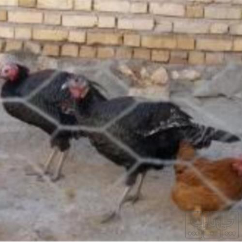 خانه و  آشپزخانه - حیوانات - پرندگان