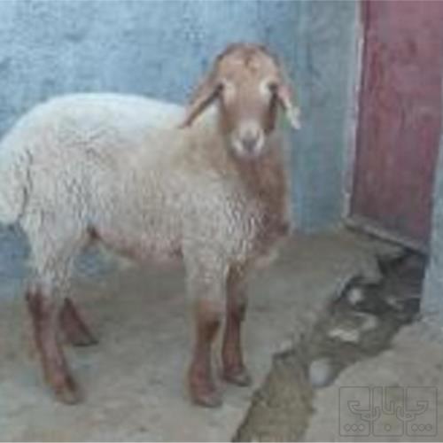 خانه و  آشپزخانه - حیوانات - پستانداران