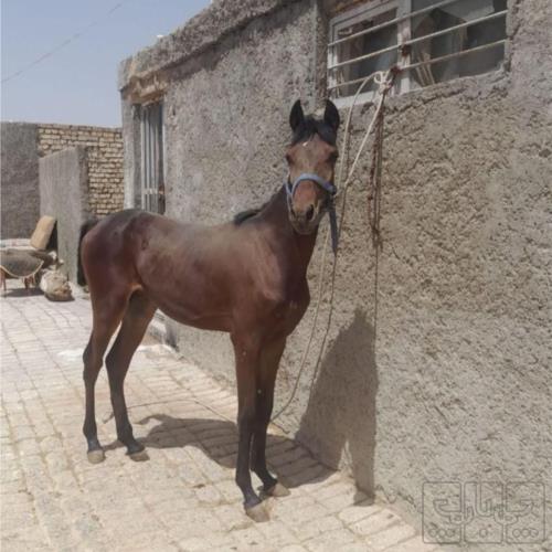 خانه و  آشپزخانه - حیوانات - پستانداران
