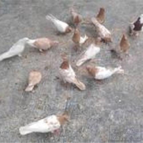 خانه و  آشپزخانه - حیوانات - پرندگان