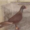 خانه و  آشپزخانه - حیوانات - پرندگان