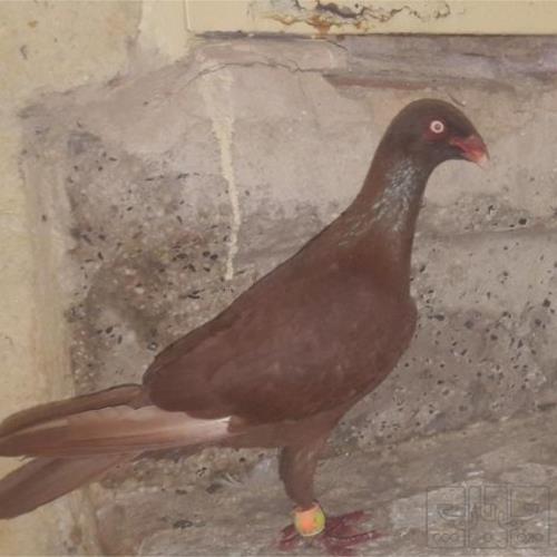 خانه و  آشپزخانه - حیوانات - پرندگان