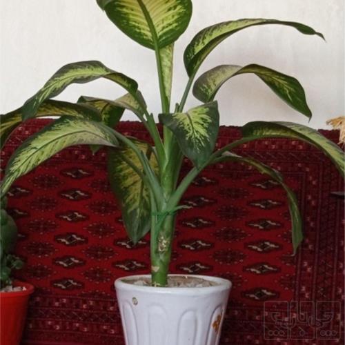 خانه و  آشپزخانه - باغبانی - گل و گیاه طبیعی