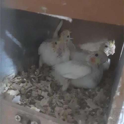 خانه و  آشپزخانه - حیوانات - پرندگان