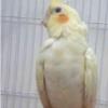 خانه و  آشپزخانه - حیوانات - پرندگان