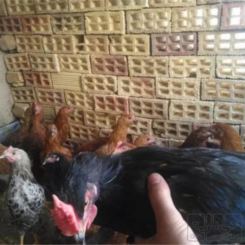 خانه و  آشپزخانه - حیوانات - پرندگان