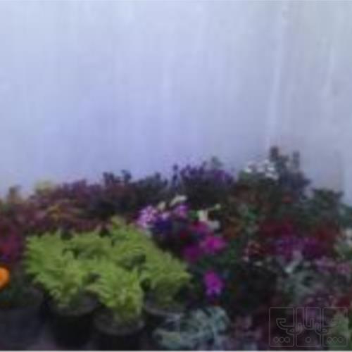 خانه و  آشپزخانه - باغبانی - گلدان