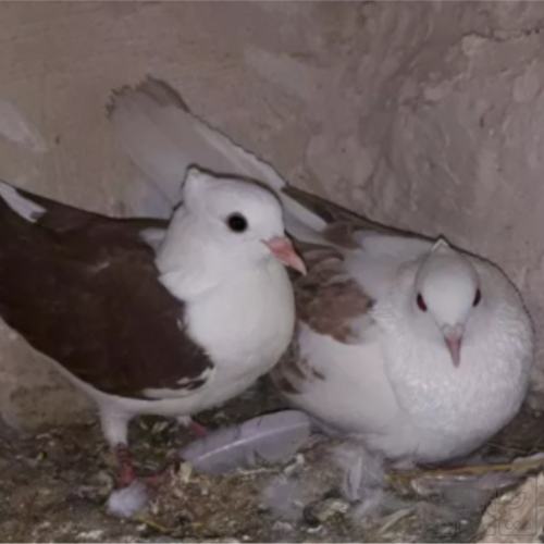 خانه و  آشپزخانه - حیوانات - پرندگان