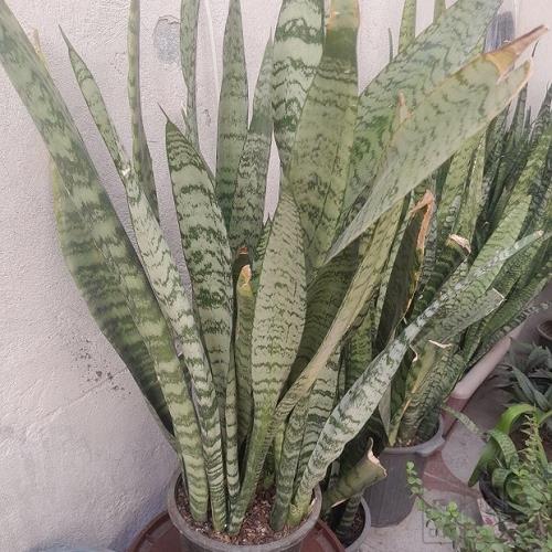خانه و  آشپزخانه - باغبانی - گل و گیاه طبیعی