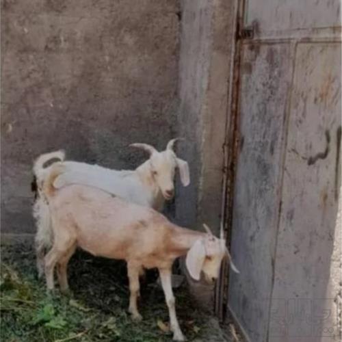 خانه و  آشپزخانه - حیوانات - پستانداران