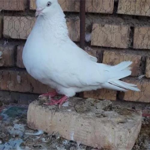 خانه و  آشپزخانه - حیوانات - پرندگان