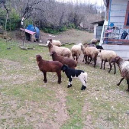 کالای دیجیتال - موبایل - گوشی موبایل