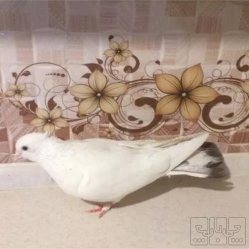 خانه و  آشپزخانه - حیوانات - پرندگان