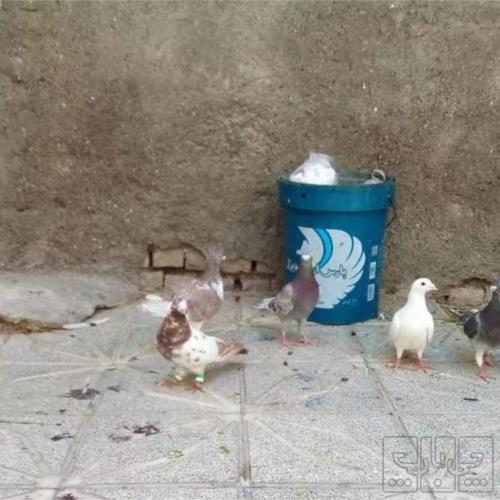 خانه و  آشپزخانه - حیوانات - پرندگان