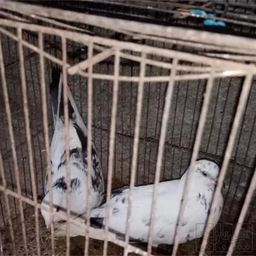 خانه و  آشپزخانه - حیوانات - پرندگان