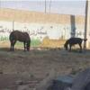 خانه و  آشپزخانه - حیوانات - پستانداران