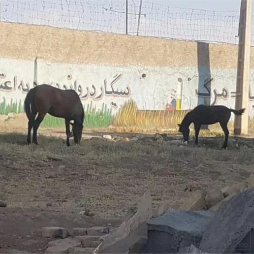 خانه و  آشپزخانه - حیوانات - پستانداران