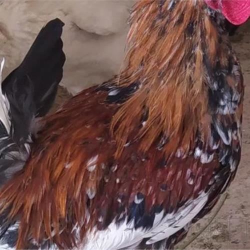 خانه و  آشپزخانه - حیوانات - پرندگان