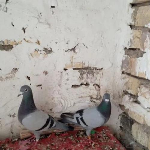 خانه و  آشپزخانه - حیوانات - پرندگان