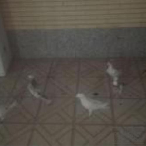خانه و  آشپزخانه - حیوانات - پرندگان