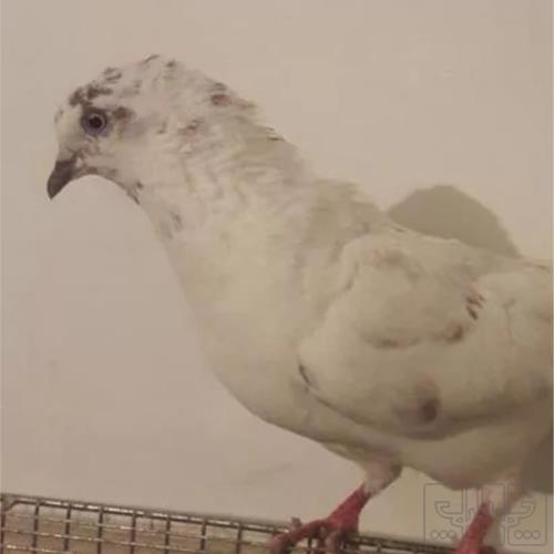 خانه و  آشپزخانه - حیوانات - پرندگان