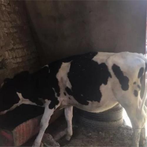 خانه و  آشپزخانه - حیوانات - پستانداران