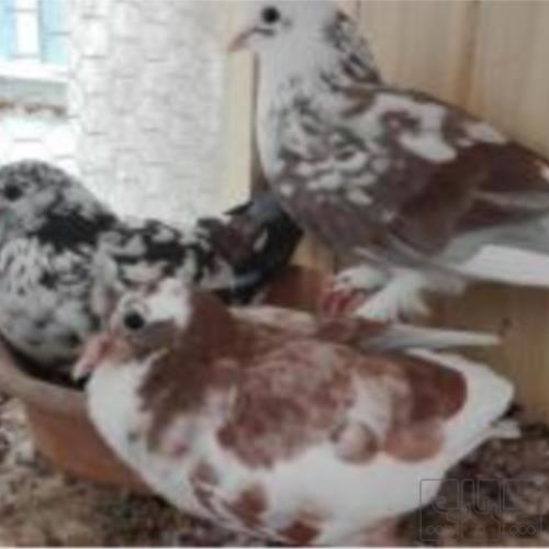 خانه و  آشپزخانه - حیوانات - پرندگان