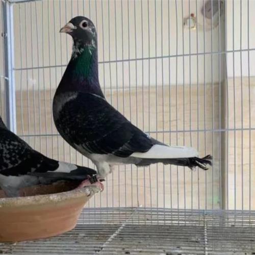 خانه و  آشپزخانه - حیوانات - پرندگان