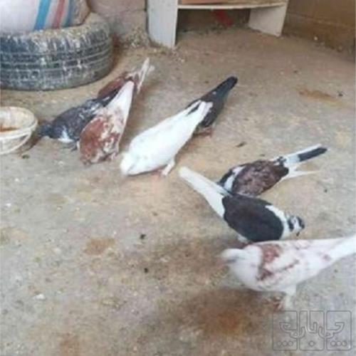 خانه و  آشپزخانه - حیوانات - پرندگان