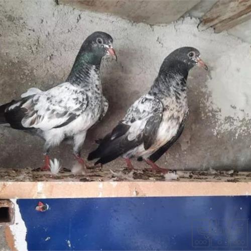 خانه و  آشپزخانه - حیوانات - پرندگان