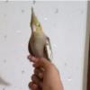 خانه و  آشپزخانه - حیوانات - پرندگان