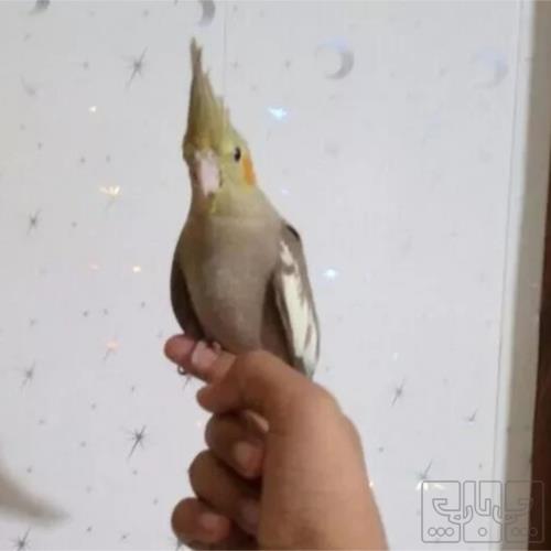خانه و  آشپزخانه - حیوانات - پرندگان