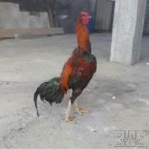 خانه و  آشپزخانه - حیوانات - پرندگان