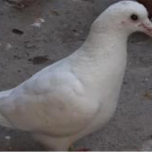 خانه و  آشپزخانه - حیوانات - پرندگان
