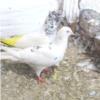 خانه و  آشپزخانه - حیوانات - پرندگان