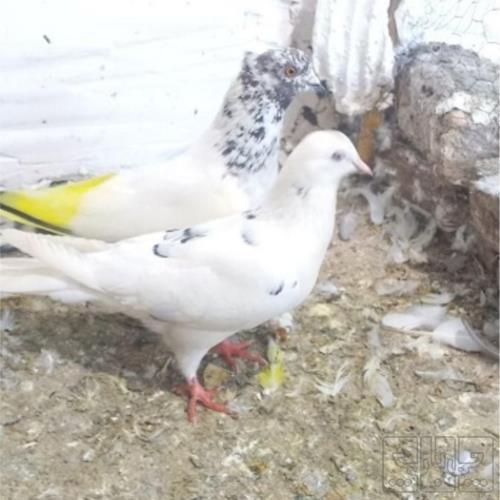 خانه و  آشپزخانه - حیوانات - پرندگان