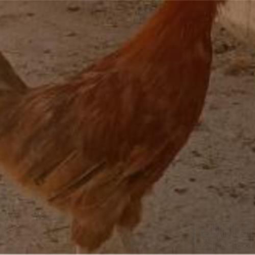 خانه و  آشپزخانه - حیوانات - پرندگان